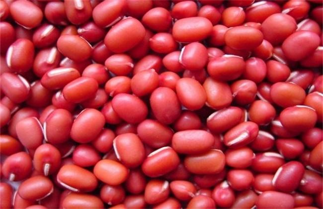 红豆种植时间和方法？我的世界红豆怎么种植
