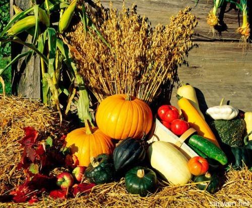 “秋季是一个丰收的季节，各种各样蔬菜成熟了……”补充完整？丰收的季节活动-图1