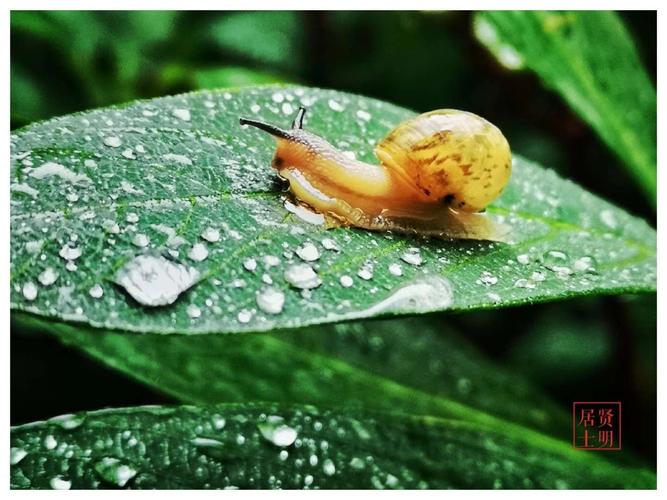 下雨的时候小动物们会干什么？雷雨后蜗牛活动